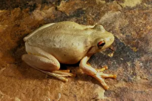 Australian Tree Frog Drucke: Roths tree frog