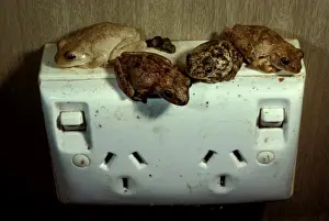 Australian Tree Frogs Drucke: Roths tree frogs