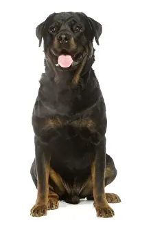 Rottweiler Dog Breed Drucke: Rottweiler
