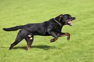 Black And Tan Dog Breeds Drucke: Rottweiler running