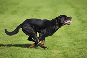 Bilder Datiert 25. Oktober 2009: Rotweiler läuft