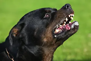 Rotweiler Schnauben