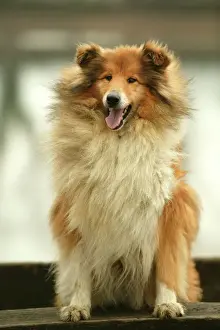 Rücksichtloser Schäferhund