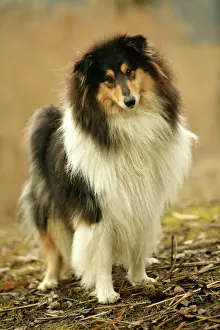 Rücksichtsvoller Schäferhund
