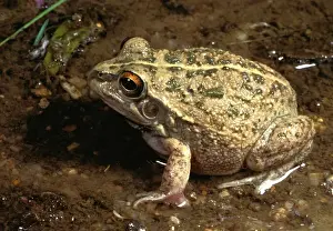 Australian Frogs Drucke: Rough frog - a burrowing frog