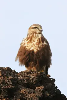 Rauhbeinige Heuschreckenhaube / Falke - Unreife hellmorphe Form. Fotografiert im Winter, Osthaven (East Haven), Konnekticut (Connecticut), Vereinigte Staaten