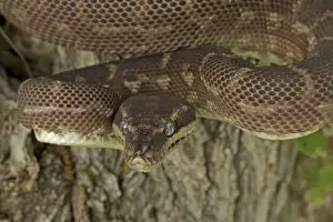 Großschuppen-Python mit defensiver Haltung, Australien unter kontrollierten Bedingungen, Eine der seltenersten Schlangen der Welt gefunden im Regenwald des Nordwest-Kimberley-Regiones von Westaustralien - Bekannt nur aus etwa 10 wild gefangenen Exemplaren