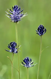 Phyteuma Orbiculare Drucke: Round-headed Rampion