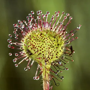 Rare Flower Prints Online Drucke: Round-leaved Sundew
