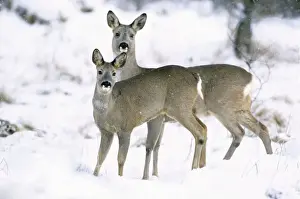 Roe Deer In Snow Drucke: Row Deer - Two standing in snow