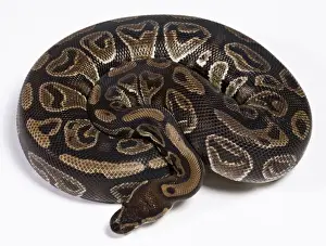 Reptile Photography Africa Drucke: Royal / Ball Python - Africa