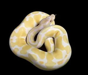 Königsserpentenball python - Albinotransformation - Afrika