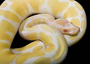Reptilien Drucke: Königsschlange / Riesenpytonus - Albinotypmutation - Afrika