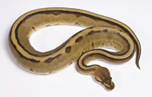 White Background Snakes Drucke: Royal / Ball Python - Pastel “Stripe” mutation - Africa