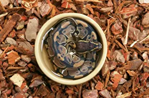 Drucke von JD-15140 Königsschlangenball python im Wasserbehälter Regius john daniels bitte beachten Sie Python Drucke: Königsschlangen-Ballpython im Wasserbehälter