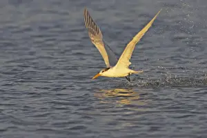 Bill Coster Photographer Work Drucke: Royal Tern catching fish in flight. Fort de Soto, florida, USA BI001712
