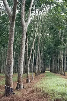 Hevea Brasiliensis Images Drucke: Rubber Trees Malaysia