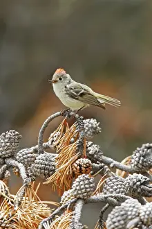 Personal Use Bird Prints Only Drucke: Ruby-crowned Kinglet