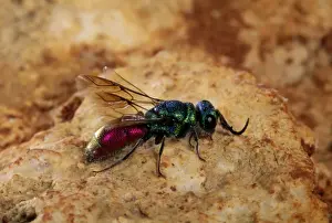 Wasp Species Identification Drucke: Ruby-tailed Wasp