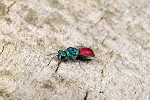 Wildlife Wall Art For Home Drucke: Ruby-tailed Wasp UK