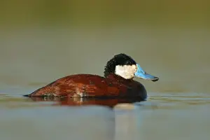 Waterfowl UK Drucke: Ruddy Duck