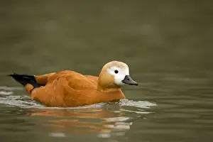 Tadorna Ferruginea Species Drucke: Ruddy Shelduck