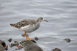 European Waders Drucke: Ruff - winter - UK