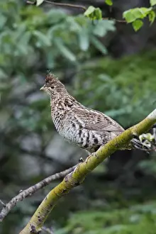 Nature Prints For Sale Online Drucke: Ruffed Grouse