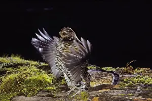 Tom And Pat Leeson Photography Drucke: Ruffed Grouse - drumming (spring mating-territorial display)