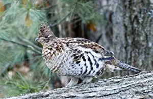 Nature Photography Prints Drucke: Ruffed Grouse - On Log 2401