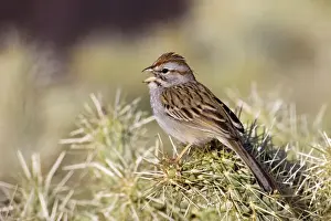 Jim Zipp Photographer Drucke: Rufous-winged Sparrow