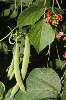 Plant Photography Drucke: Runner Beans