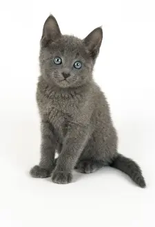 Russischer Blaues Katzenkind - 8 Wochen alter Kätzchen
