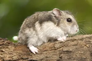 Cute Rodent Pictures Drucke: Russian Hamster