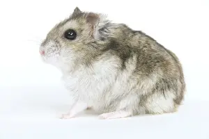 Small Mammal Pictures Drucke: Russian Hamster - in studio