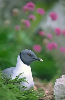 Bird Photography For Sale Drucke: Sabine's Gull Controlled