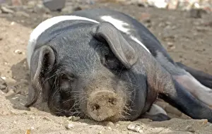 Agricultural Mammals Drucke: Saddleback Pig - sunbathing