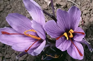 Saffron Crocus Drucke: Saffron Crocus - source of saffron. (Stigmas used) Greece
