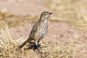 Jim Zipp Wildlife Photography Drucke: Sage Thrasher