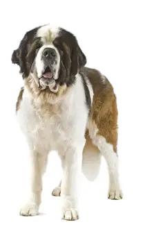 Jean Michel Labat Photography Drucke: Saint Bernard