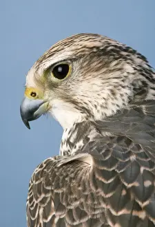 Drucke von JD-4779 SAKER FALCON - Kopf Hans-Joachim Daniel Bitte beachten Sie, dass Drucke nur für persönliche Anzeigezwecke gedacht sind und nicht reproduziert werden dürfen Würgfalke Drucke: Seehundfalken