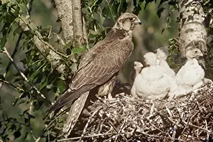 Nature Prints For Home Decor Drucke: Saker Falcon - at nest with chicks