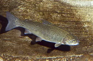 Edible Fish Species Drucke: Salmon