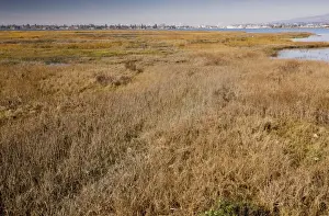 American Coastal Landscape Drucke: Saltmarsh and lagoon at Arrowhead Marsh