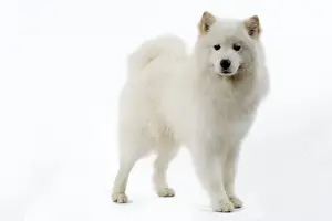 Samoyed Dog Breed Drucke: Samoyed