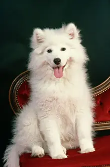 Drucke von JD-1743 Samoyed Hund John Daniels Bitte beachten Sie, dass Drucke nur für persönliche Anzeigezwecke gedacht sind und nicht reproduziert werden dürfen Samojeden Drucke: Samojeden Hund