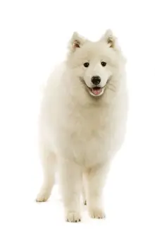 White Fluffy Dogs Drucke: Samoyed - standing