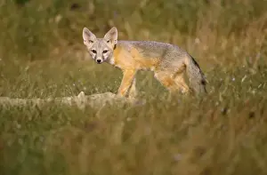 Kitfox des San Joaquins
