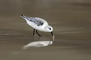 Wildlife Photography Prints Online Drucke: Sanderling