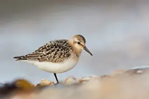 Drucke von DAC-372 Sanderling Cornwall - UK Calidris alba David Chapman Bitte beachten Sie, dass die Drucke nur für persönliche Anzeigezwecke gedacht sind und nicht reproduziert werden dürfen Flussuferläufer Drucke: Sanddorn - Kornwall, Vereinigtes Königreich